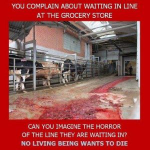 Cows going to slaughter. You complain about waiting in line at the grocery store - can you imagine the horror of the line they are waiting in? No living being wants to die. Picture from: http://www.rabbitadvocacy.com/animal_rights_page.htm