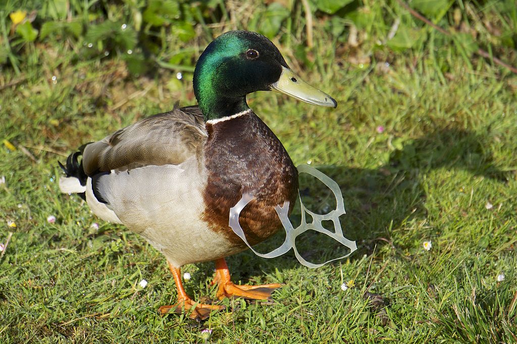 Mallard Duck with plastic six pack rings around his neck