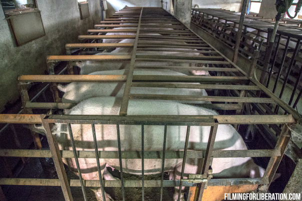 Sows in crates - Factory Farming