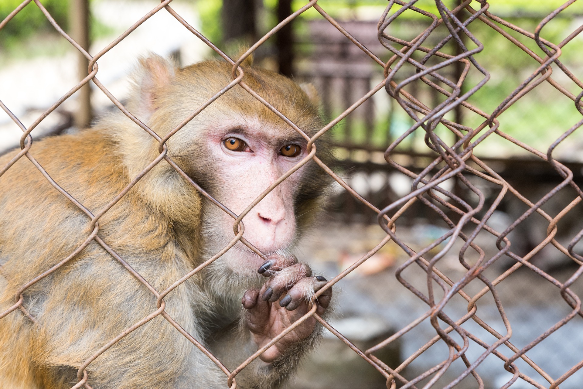 Monkey in a cage