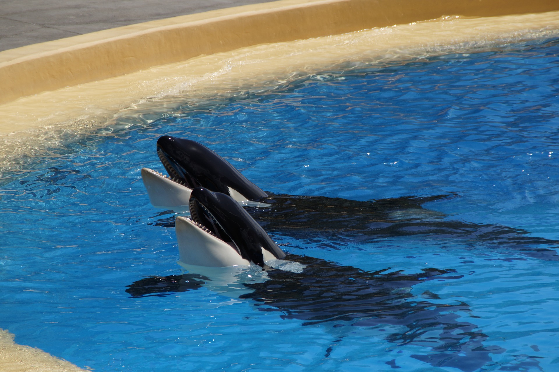 Orca whales in tank