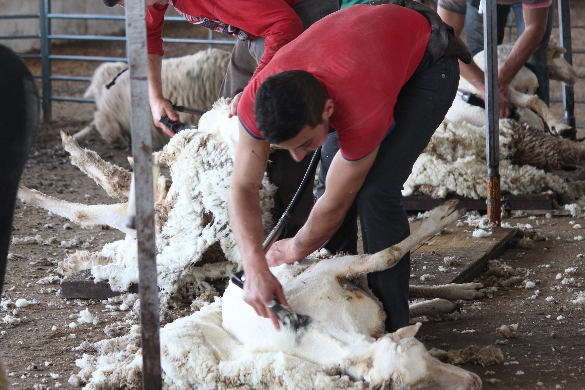 Shearing sheep