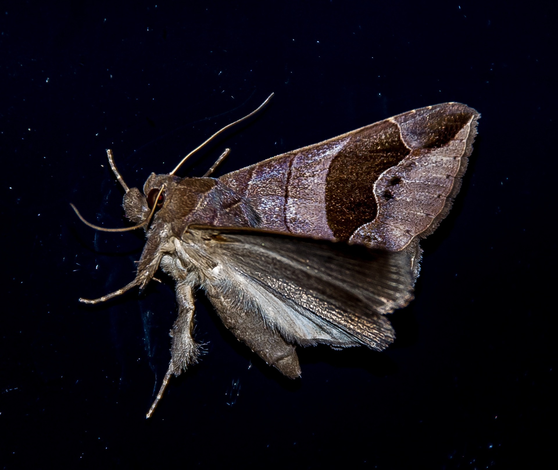 Blog - Everything Fulshear Residents Need To Know About Clothes Moths