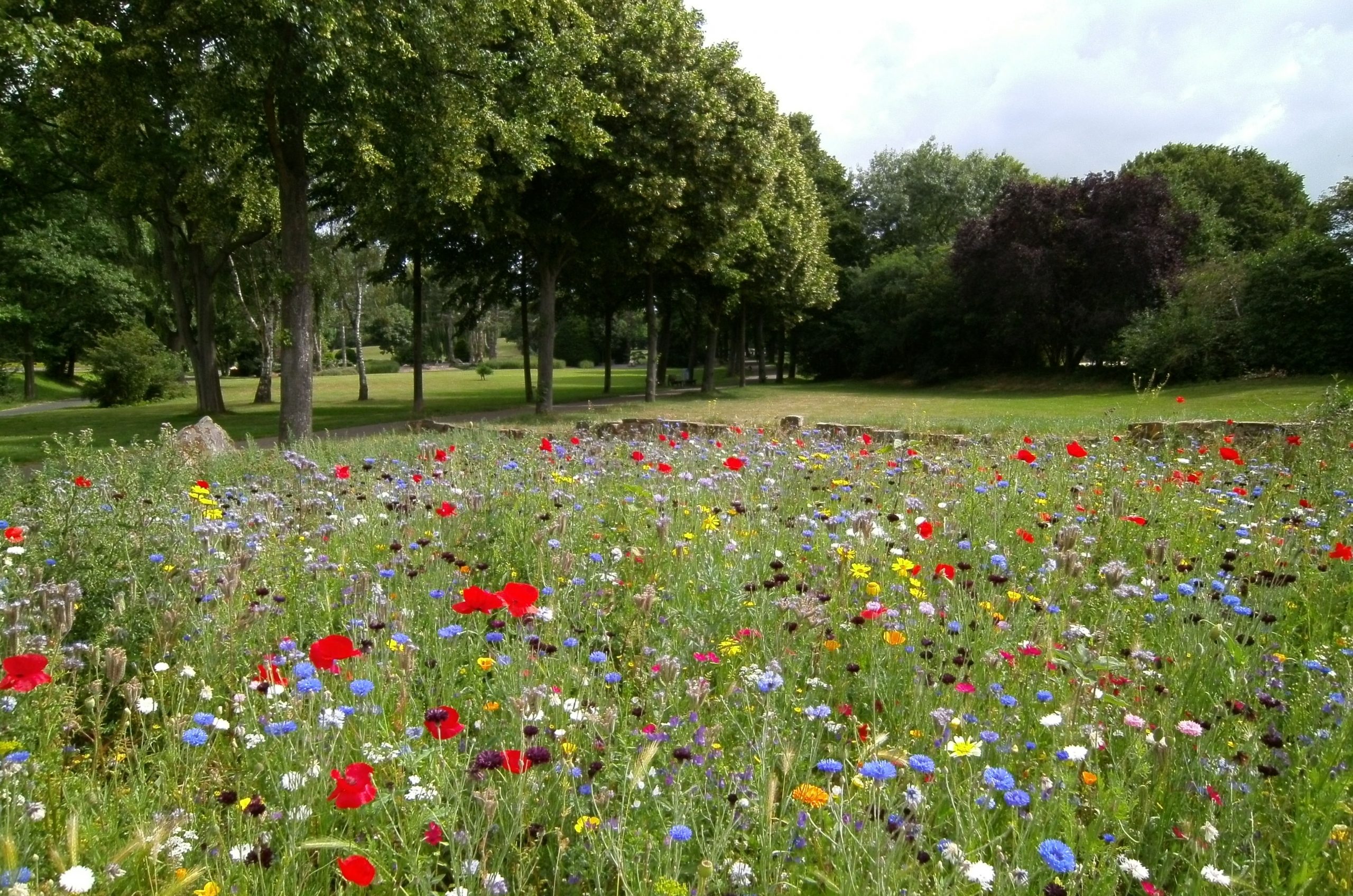 Photo of park with flowers, grass and trees